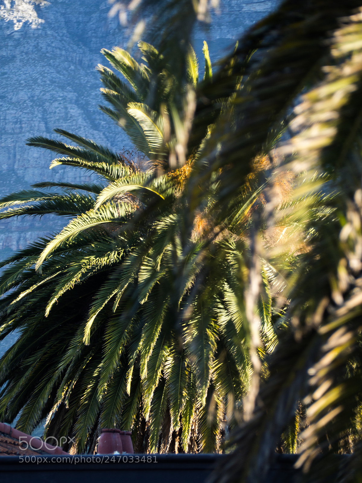 Olympus OM-D E-M10 II sample photo. Palmception photography