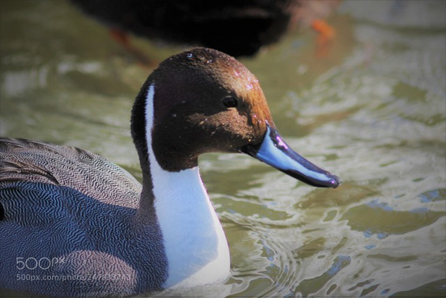Canon EOS 700D (EOS Rebel T5i / EOS Kiss X7i) sample photo. Canard pilet photography