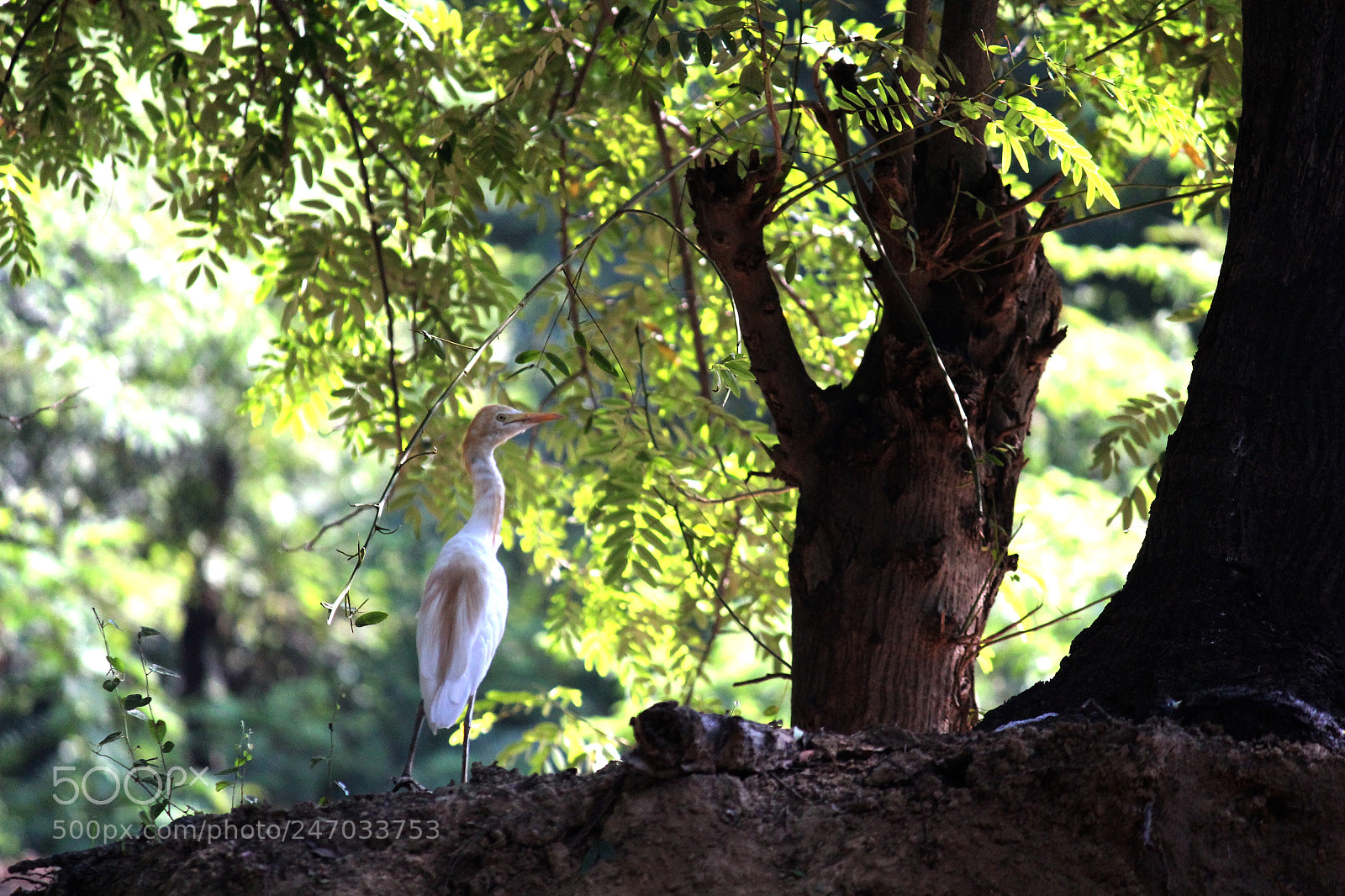 Canon EOS 1200D (EOS Rebel T5 / EOS Kiss X70 / EOS Hi) sample photo. Egret photography