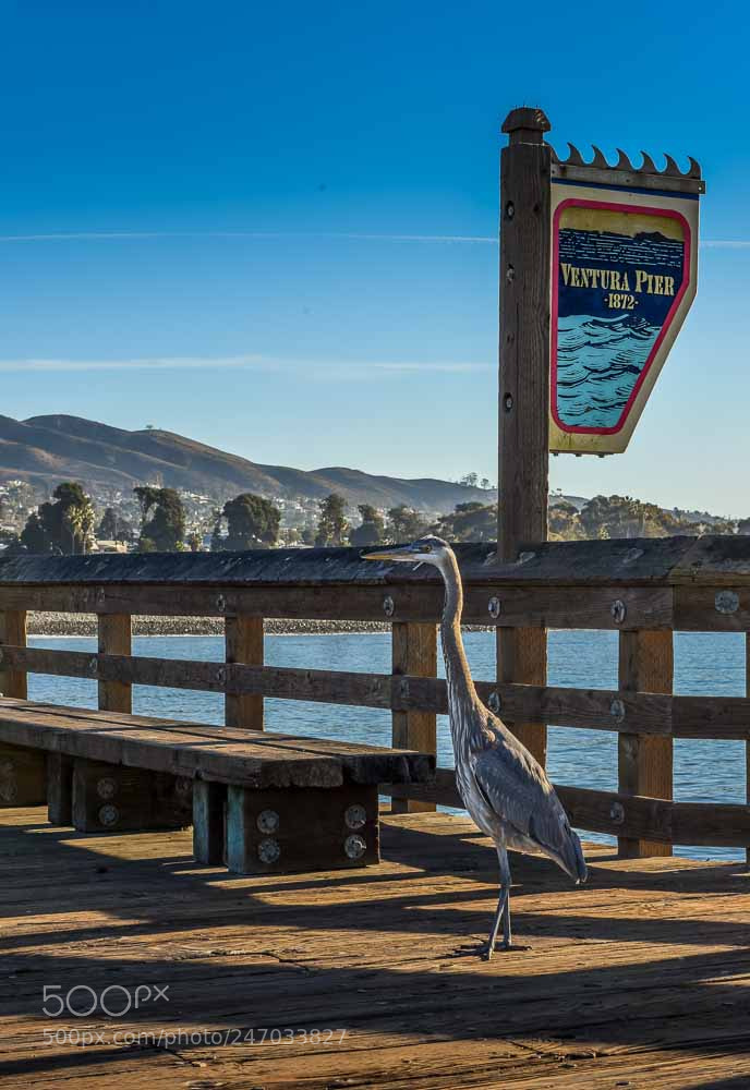 Nikon D810 sample photo. Taking a stroll! photography