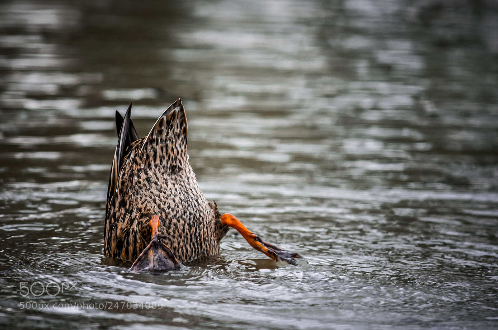 Pentax K-5 II sample photo. Cul de duck photography