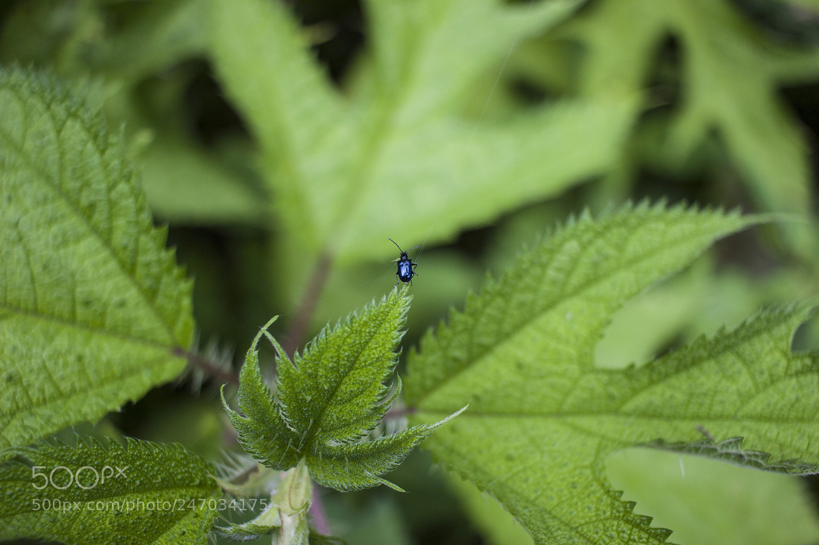 Canon EOS 600D (Rebel EOS T3i / EOS Kiss X5) sample photo. An insect photography