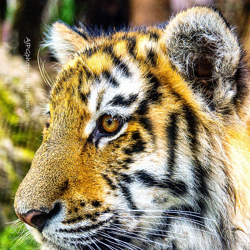 Nikon D3200 sample photo. Panther tigris altaica just photography
