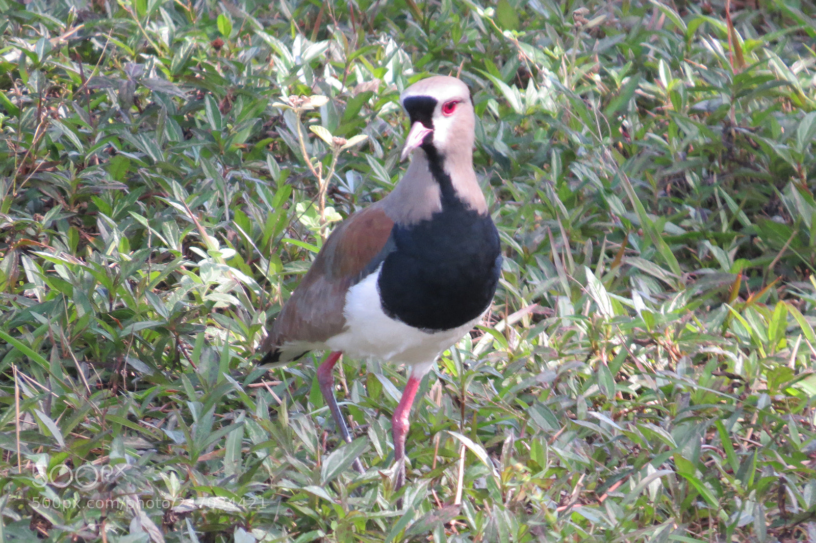 Canon PowerShot SX50 HS sample photo. Img photography