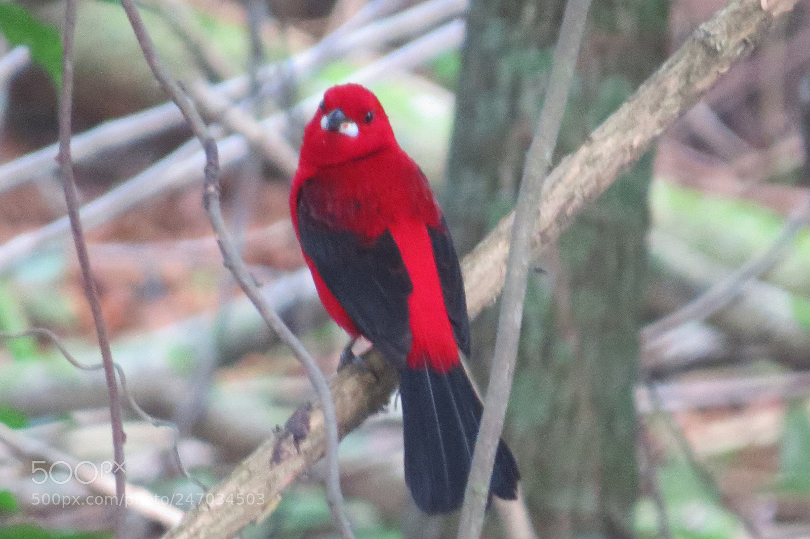 Canon PowerShot SX50 HS sample photo. Img photography