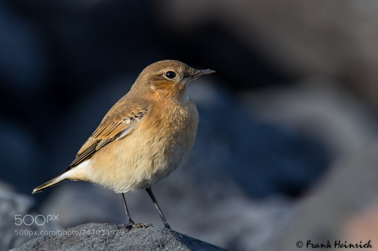 Canon EOS 600D (Rebel EOS T3i / EOS Kiss X5) sample photo. Wheatear steinschmätzer) photography