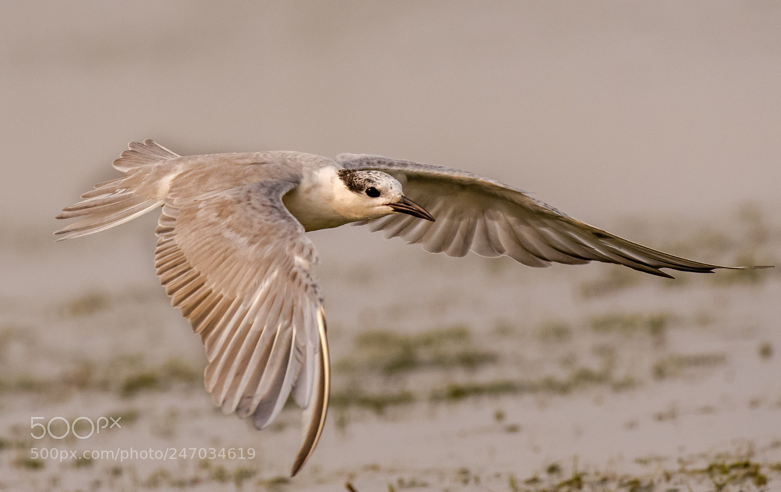 Nikon D500 sample photo. Whiskered tern photography