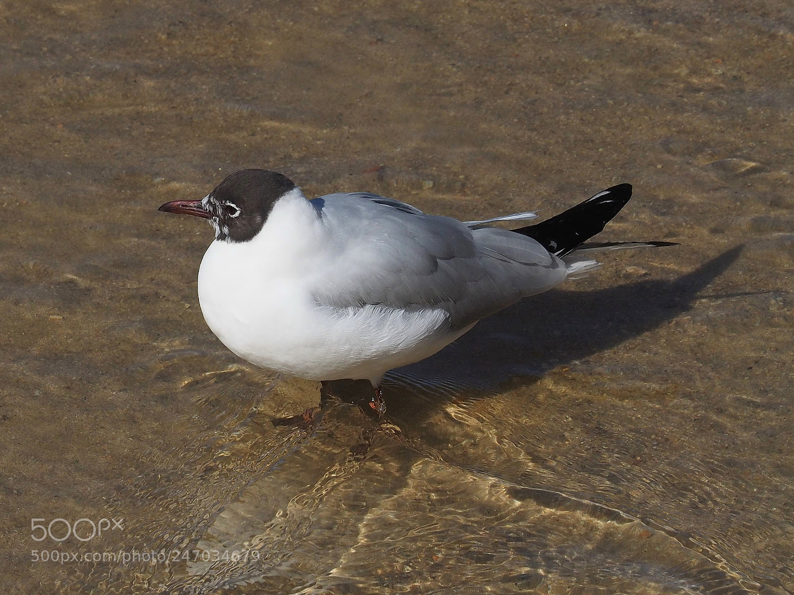Olympus OM-D E-M1 sample photo. Gaviota reidora (croicocephalus ridibundus) photography
