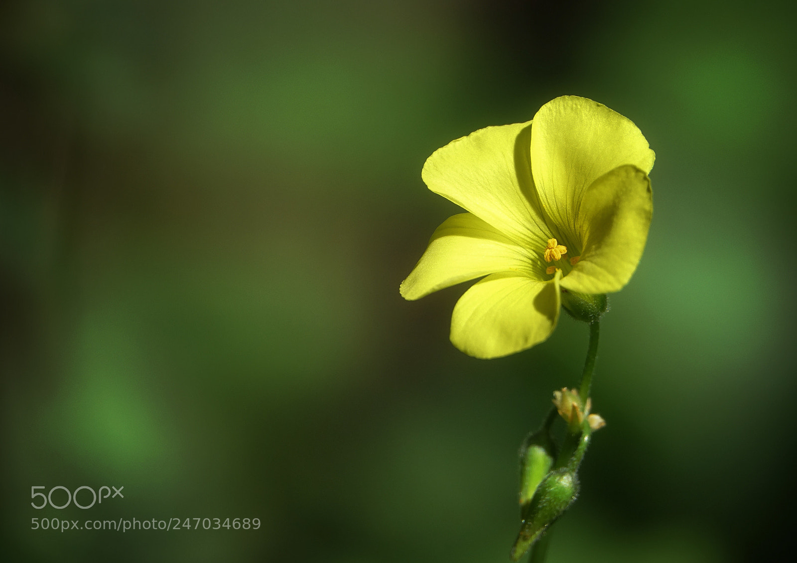 Sony Cyber-shot DSC-RX10 III sample photo. A yellow flower.. photography