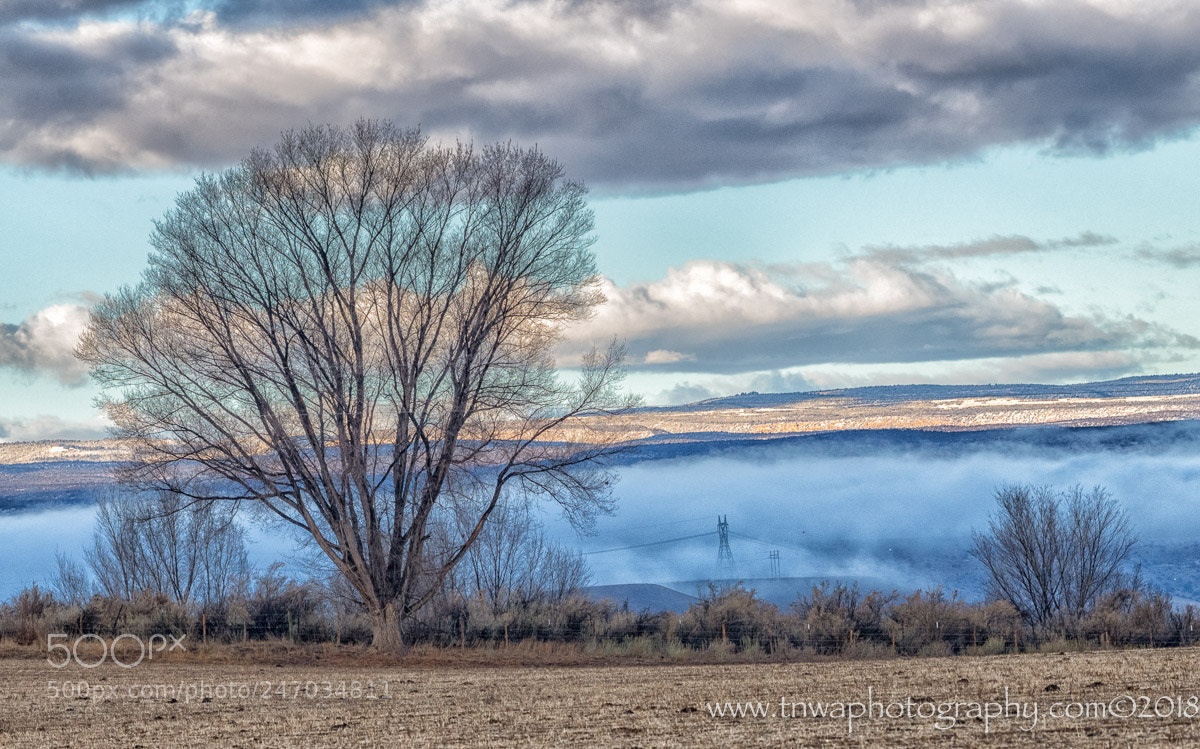 Nikon D850 sample photo. Foggy morning in delta photography