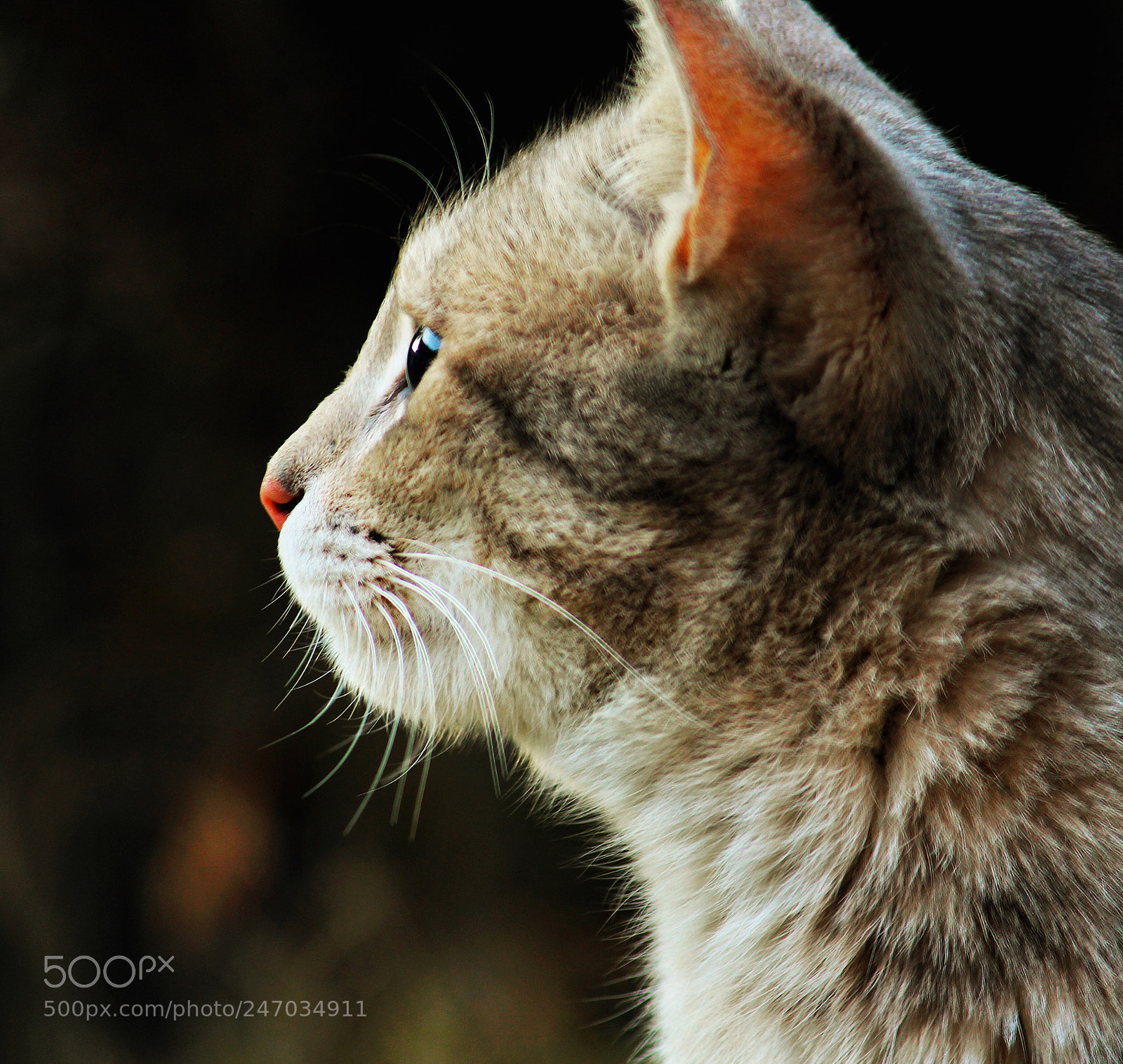 Canon EOS 700D (EOS Rebel T5i / EOS Kiss X7i) sample photo. Cats photography