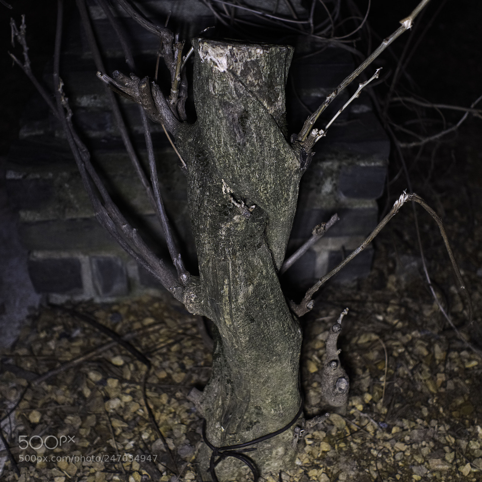 Panasonic Lumix DC-GH5 sample photo. Spectre de l'hiver photography