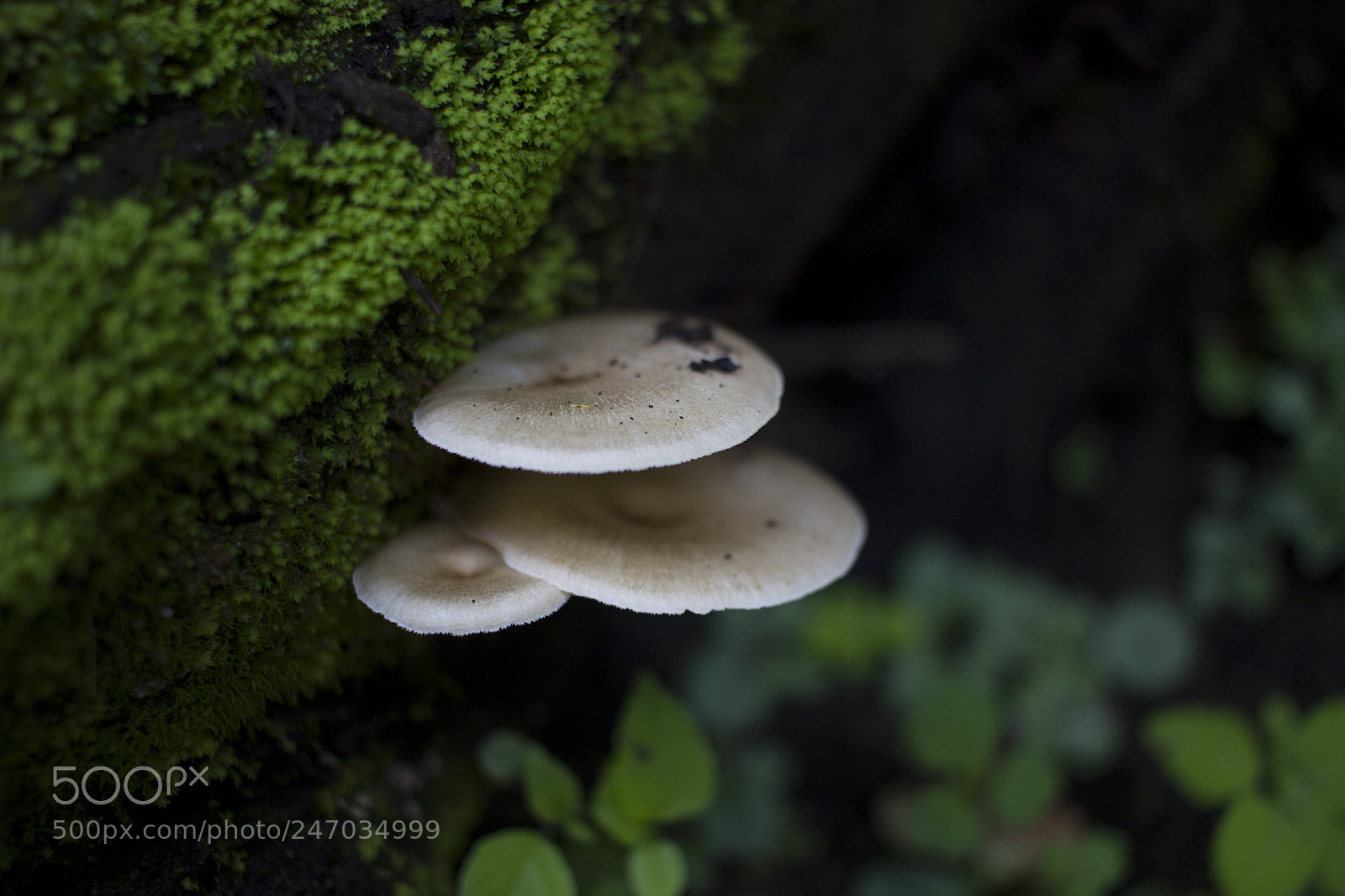 Canon EOS 600D (Rebel EOS T3i / EOS Kiss X5) sample photo. White mushrooms photography