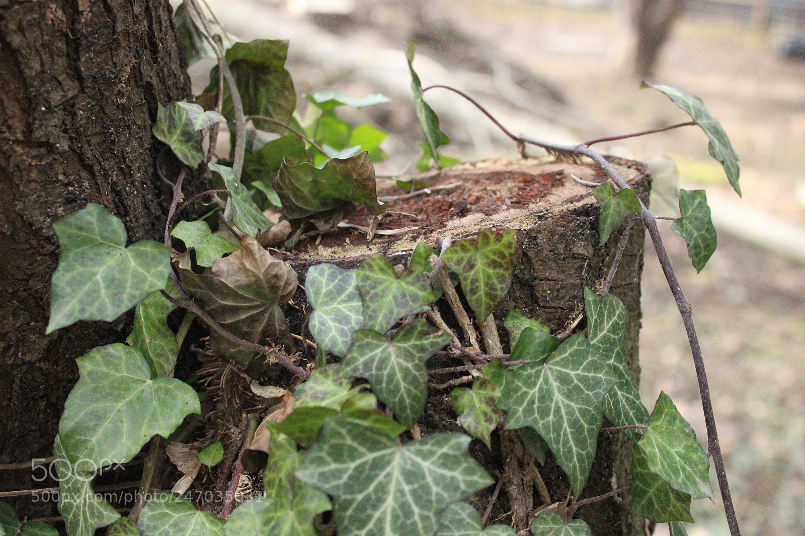 Canon EF-S 18-55mm F3.5-5.6 III sample photo. Природа сильнее человека photography