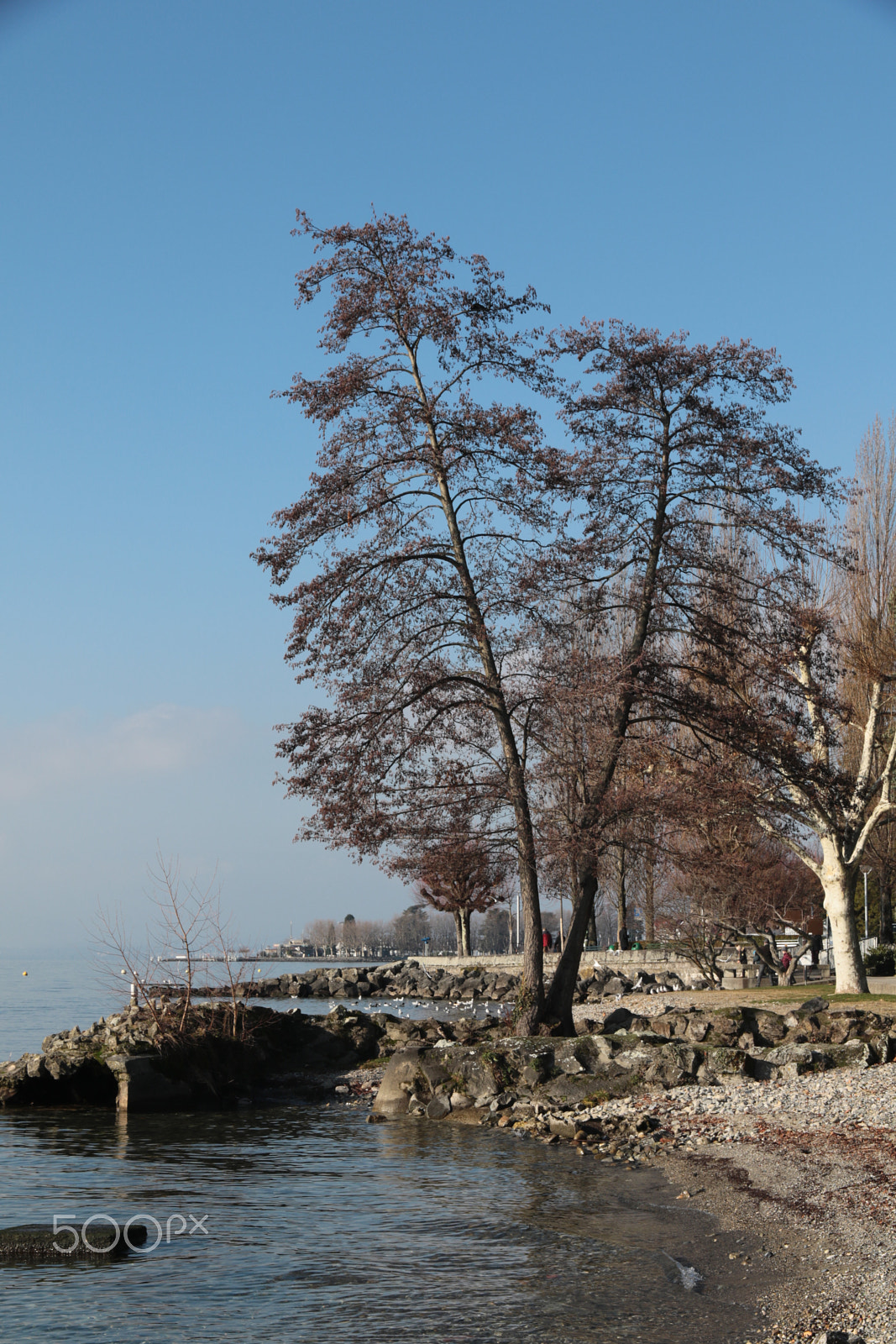 Canon EOS 7D Mark II sample photo. Léman's lake shores in winter photography
