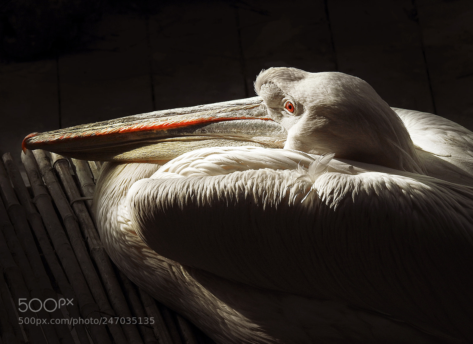 Nikon Coolpix P900 sample photo. Pelican photography