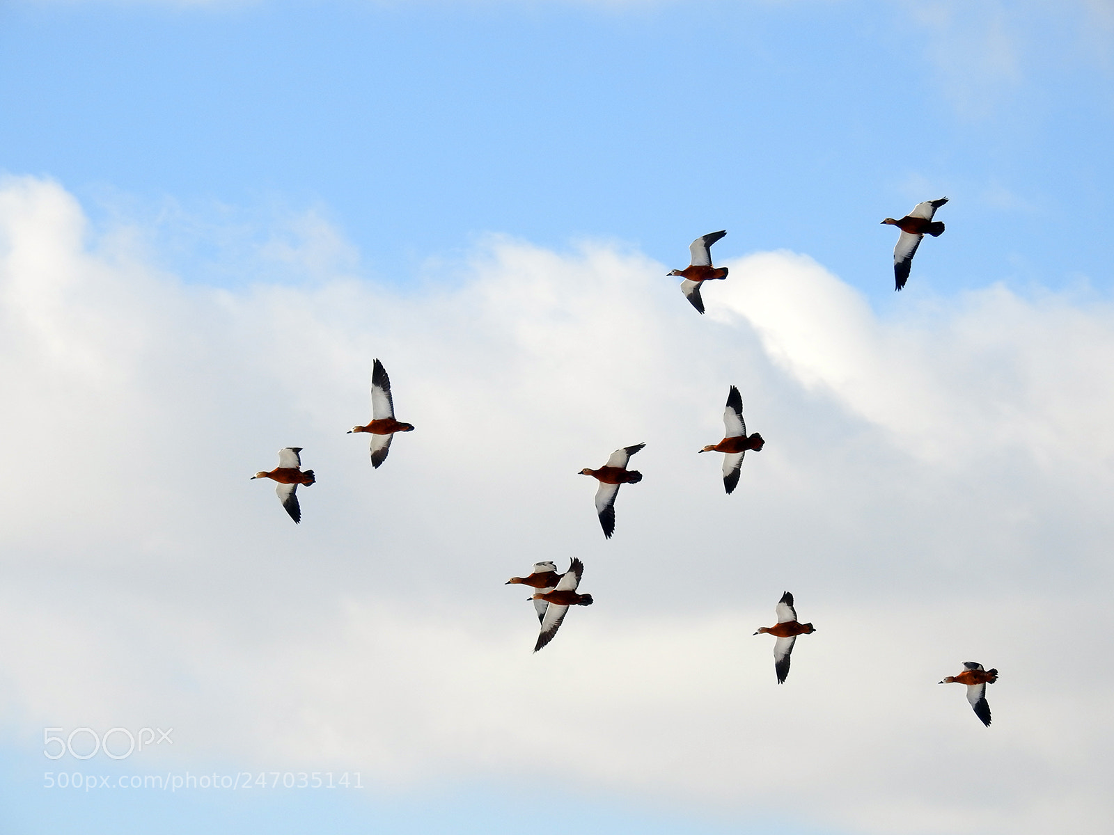 Nikon Coolpix P900 sample photo. Birds in town photography