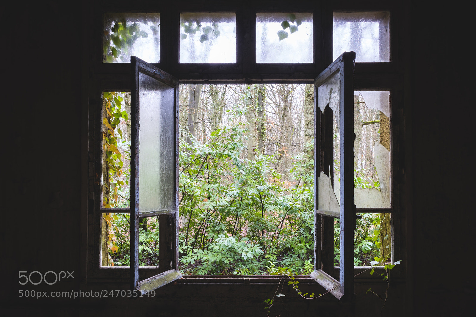 Fujifilm X-T2 sample photo. A path to nature photography