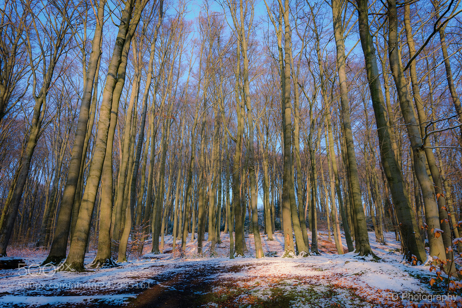 Nikon D7100 sample photo. Dreamy snowy forest photography