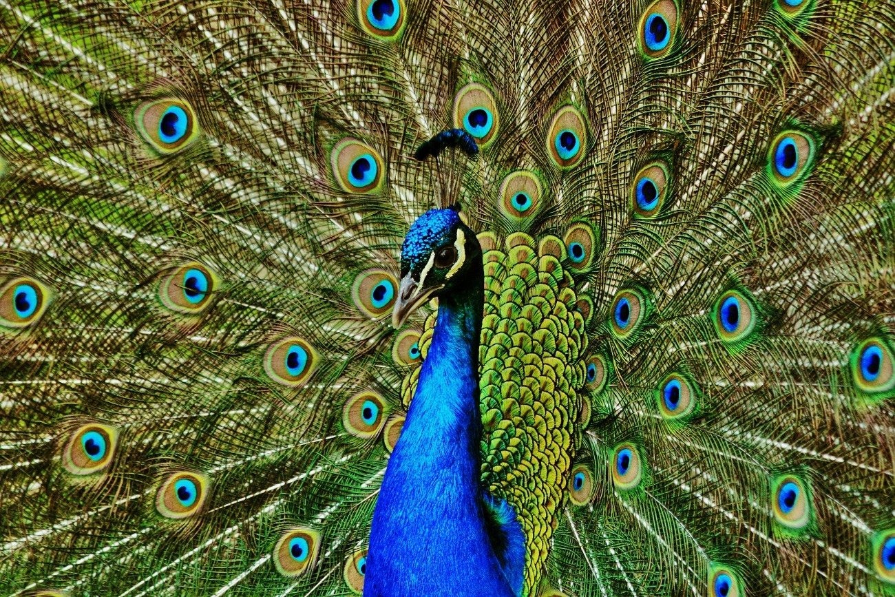 Canon EF 70-300mm F4-5.6 IS USM sample photo. Peacock photography