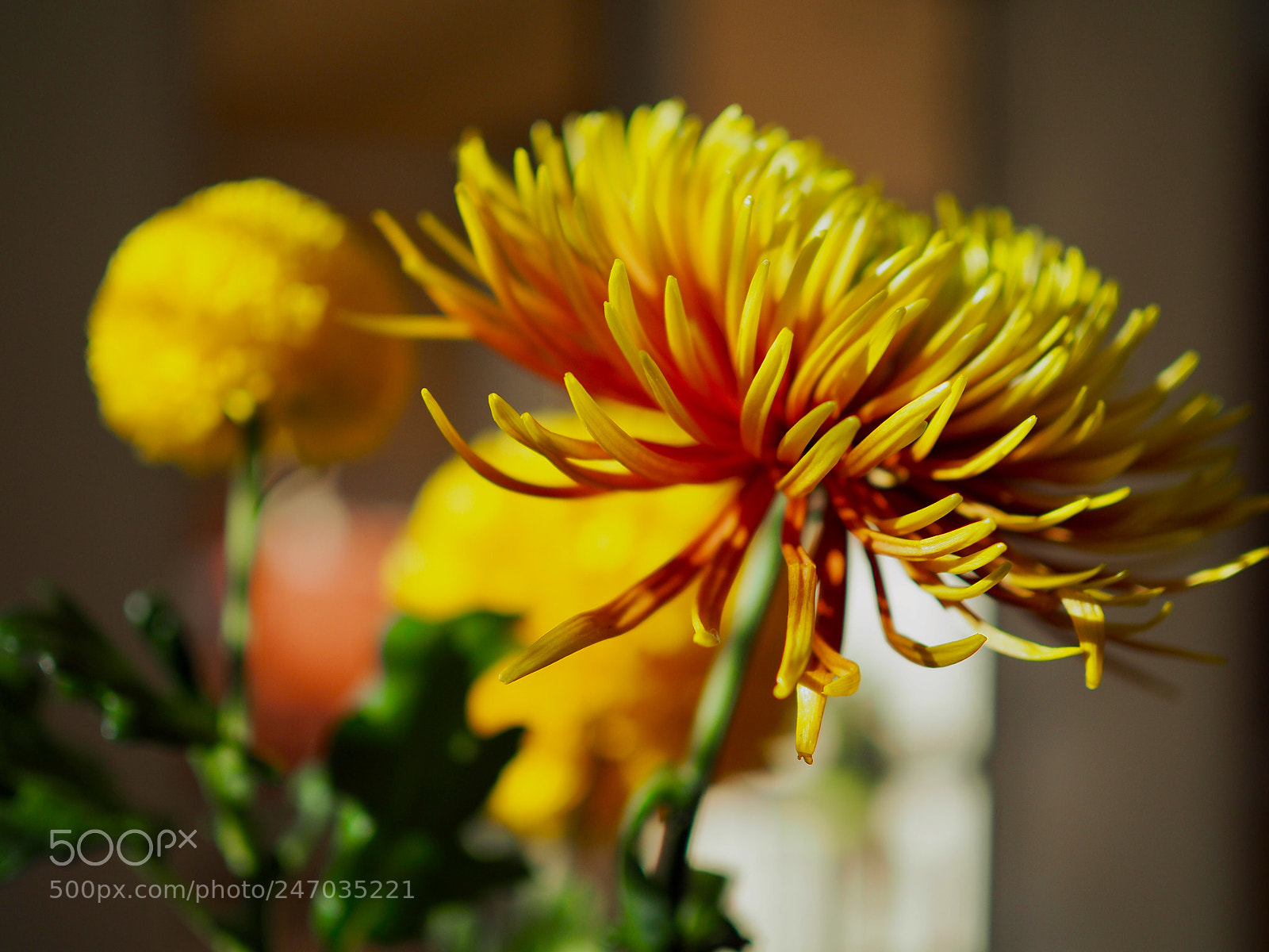 Olympus OM-D E-M10 II sample photo. Flowers in yellow autumn photography
