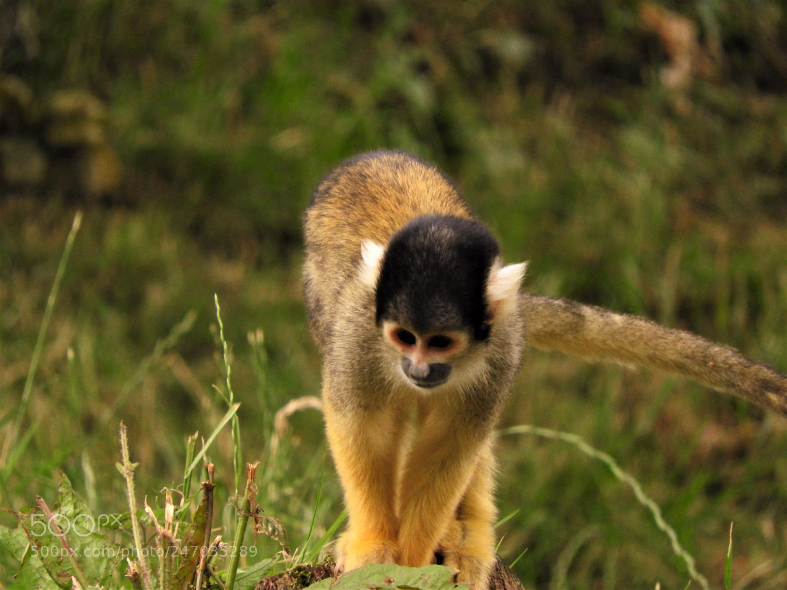 Nikon Coolpix P610 sample photo. Primate stroll photography