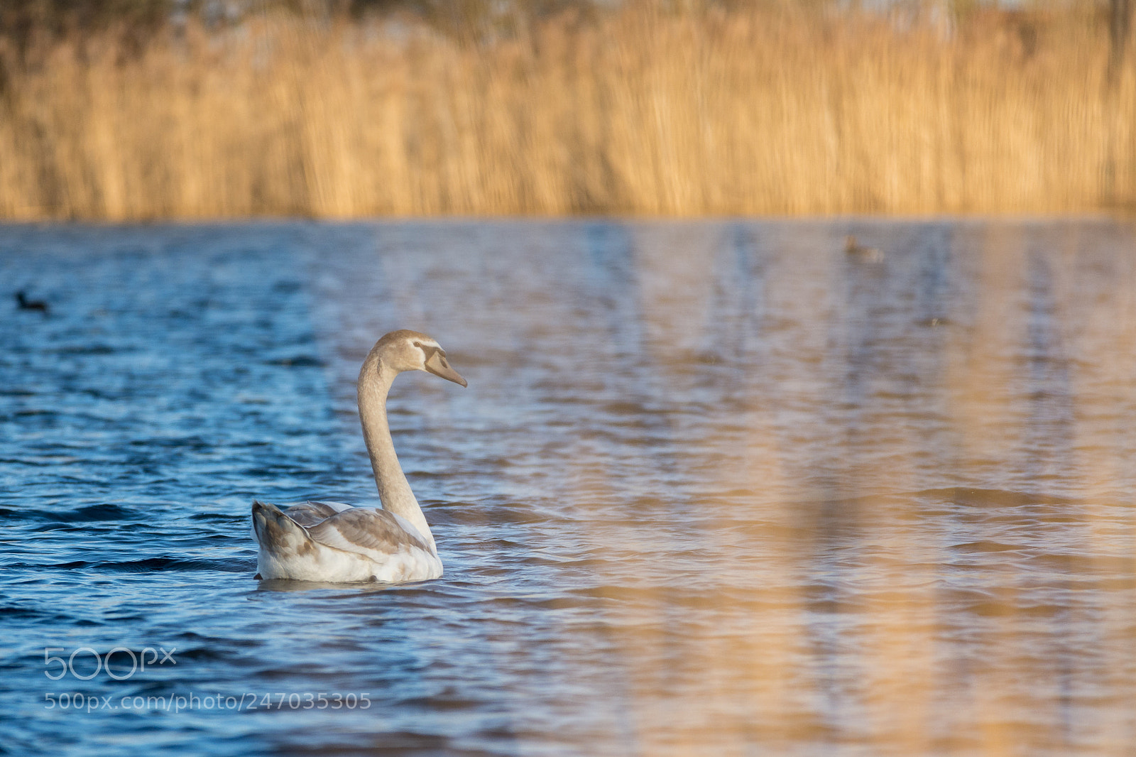 Nikon D7200 sample photo. Young mute swan photography