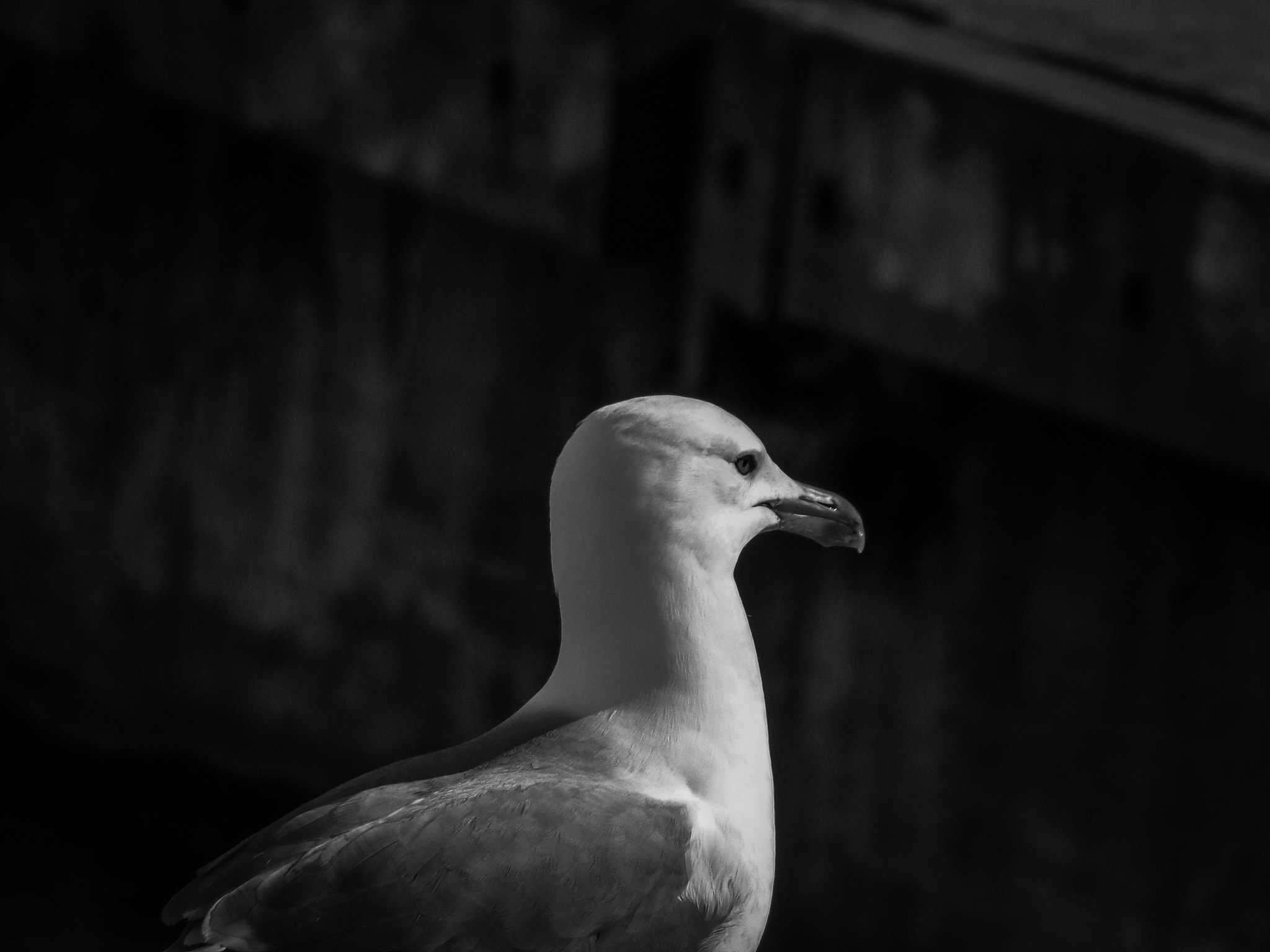 JK KODAK PIXPRO AZ422 sample photo. Seagull #h photography