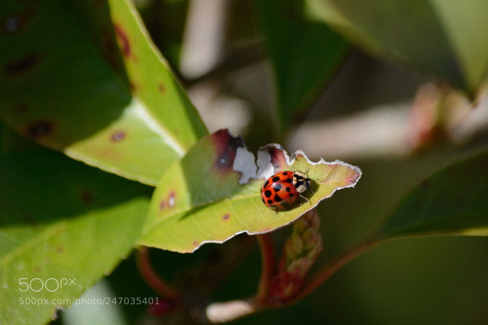 Nikon D7100 sample photo. Spring photography