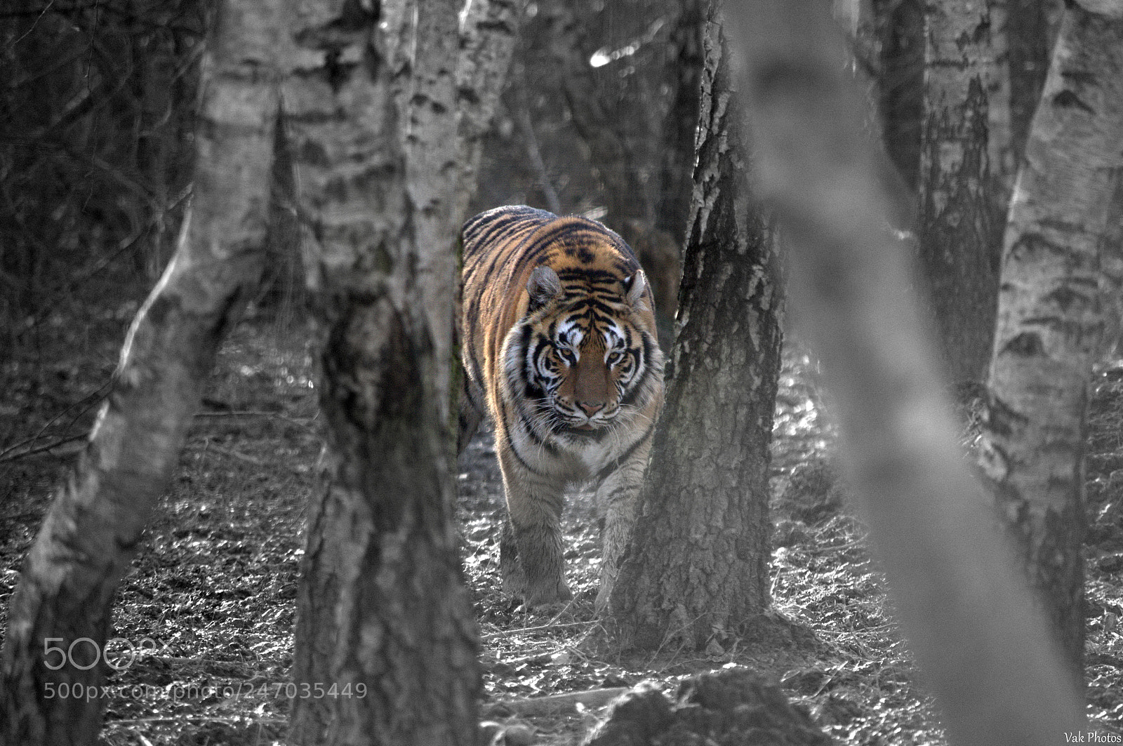 Nikon D3100 sample photo. Siberian tiger photography