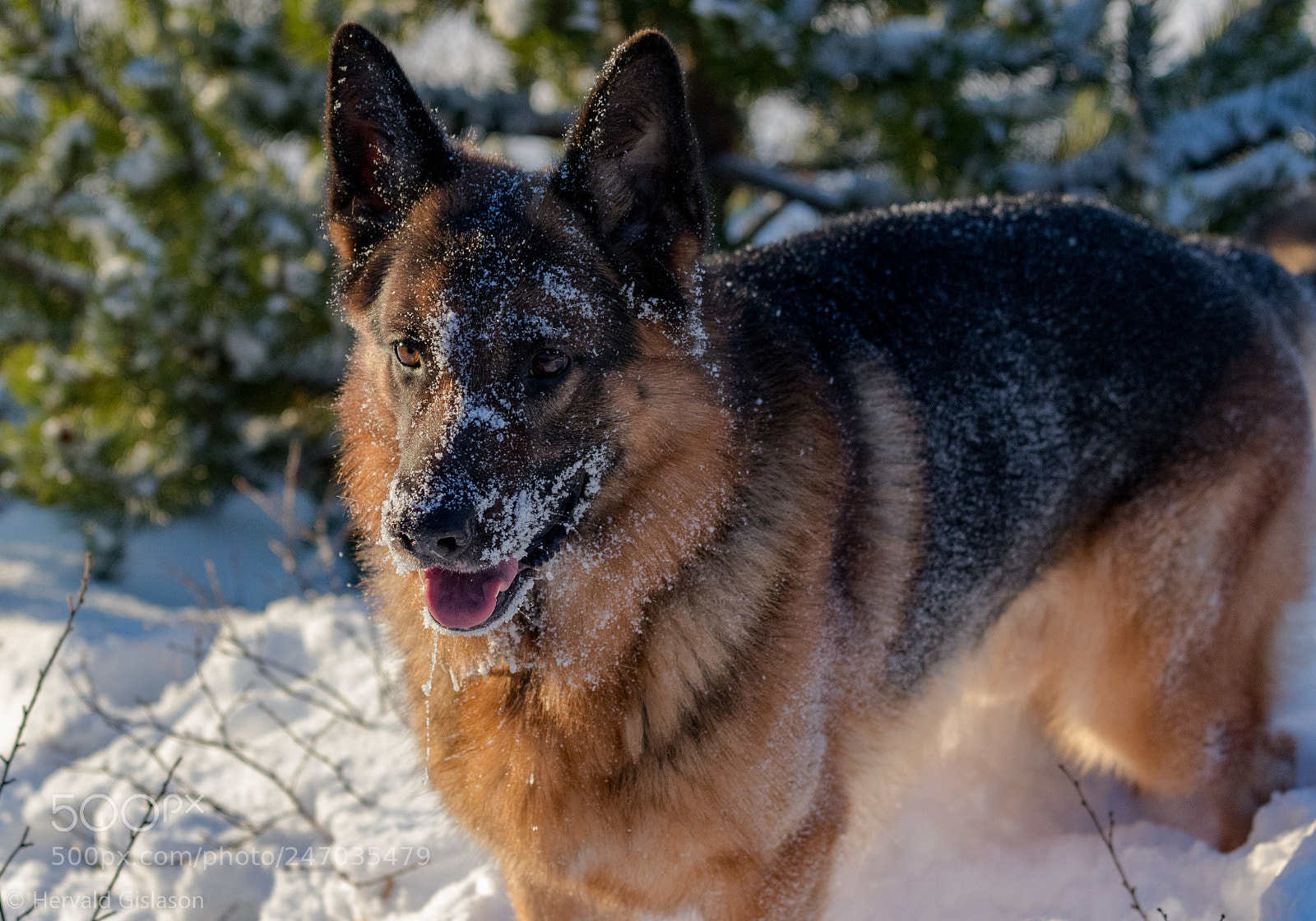 Canon EOS 80D sample photo. A two-faced schaefer photography
