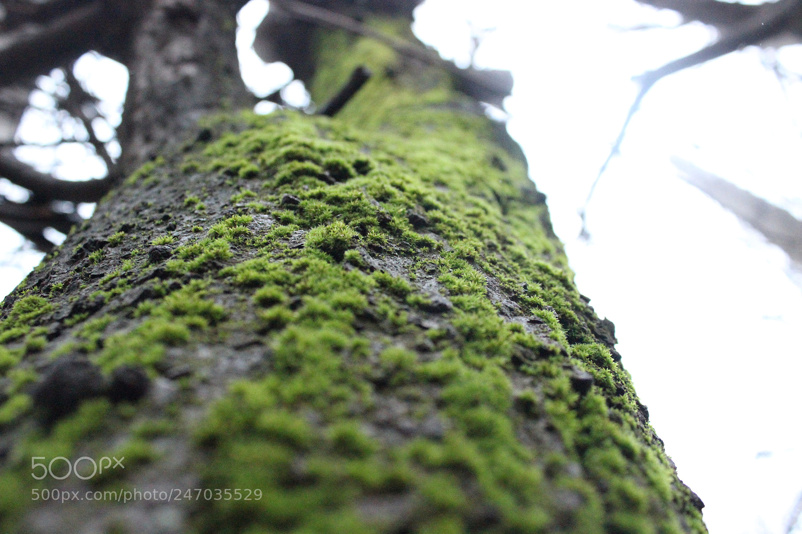 Canon EF-S 18-55mm F3.5-5.6 III sample photo. Untitled photography