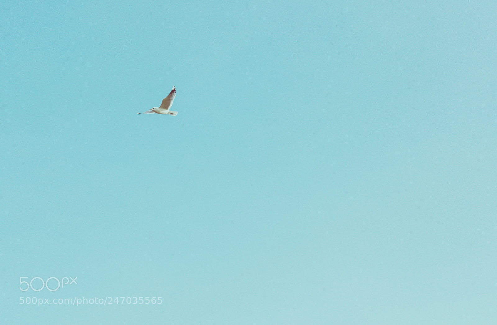 Canon EOS 60D sample photo. Blue/bird photography