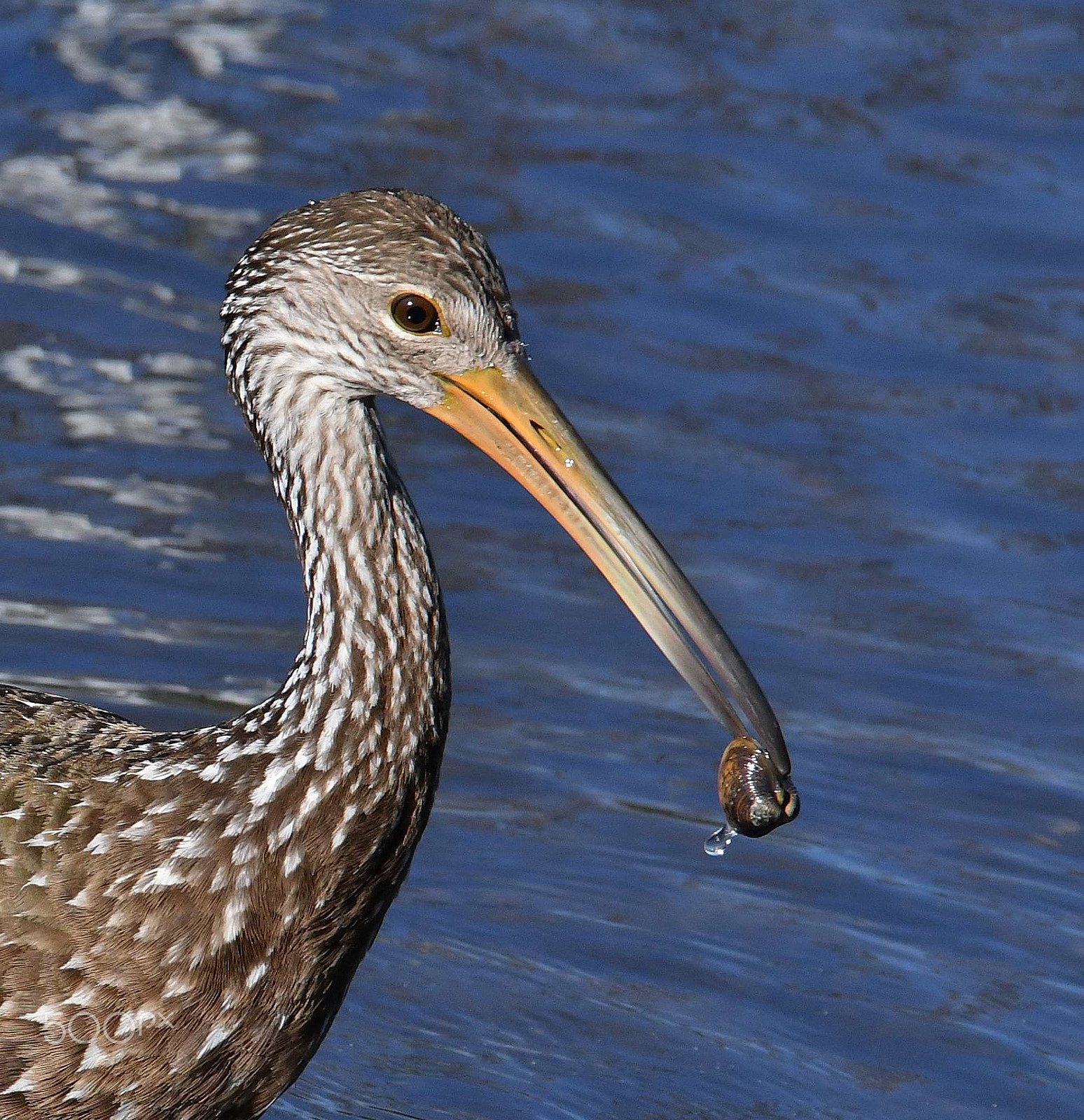 Nikon D500 sample photo. The limpkin and the snail photography