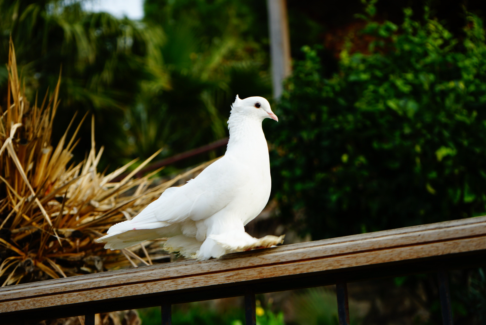 Sony FE 28-70mm F3.5-5.6 OSS sample photo. 🕊🌿 photography