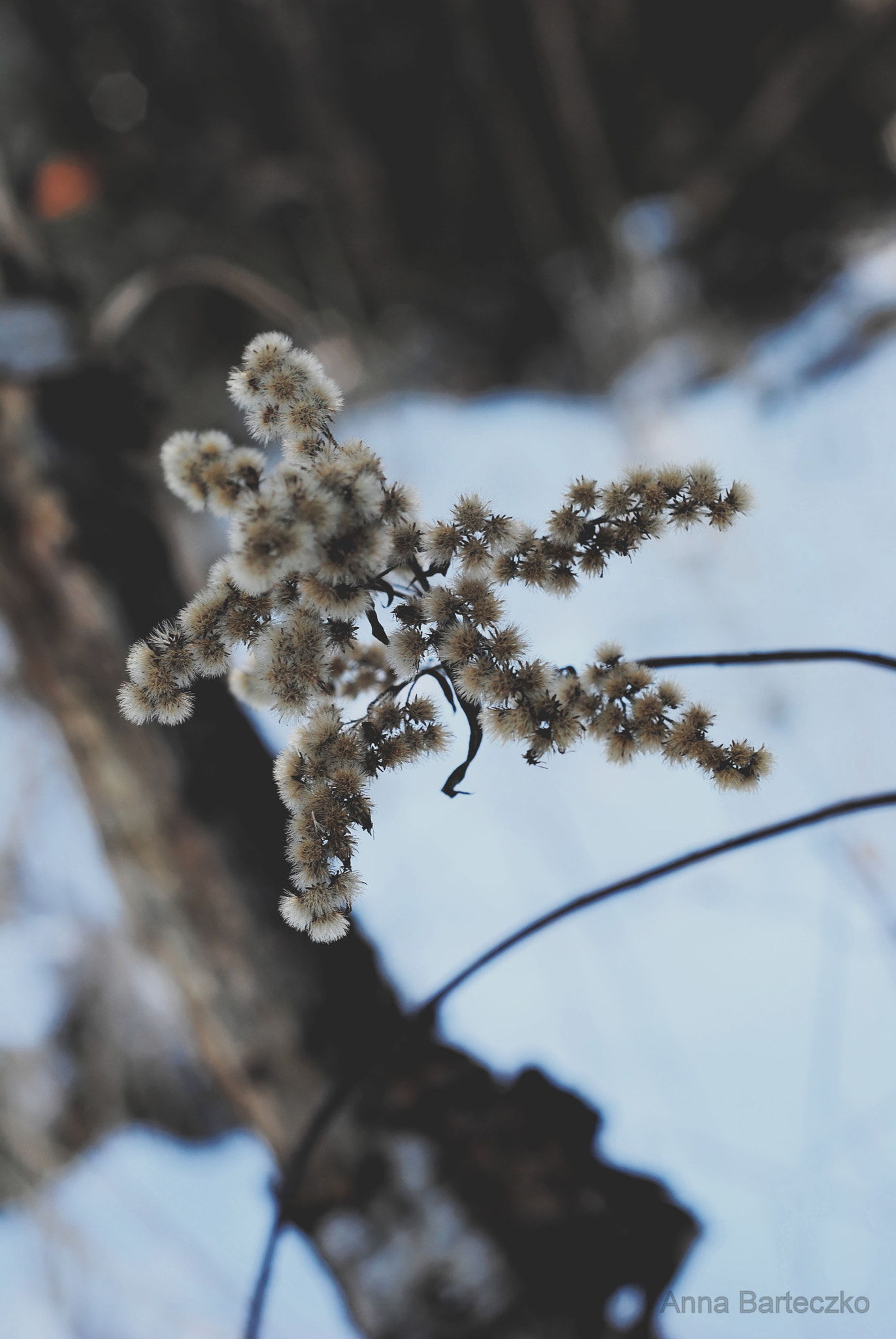 Nikon D3000 + Nikon AF Nikkor 50mm F1.8D sample photo. Frozen photography