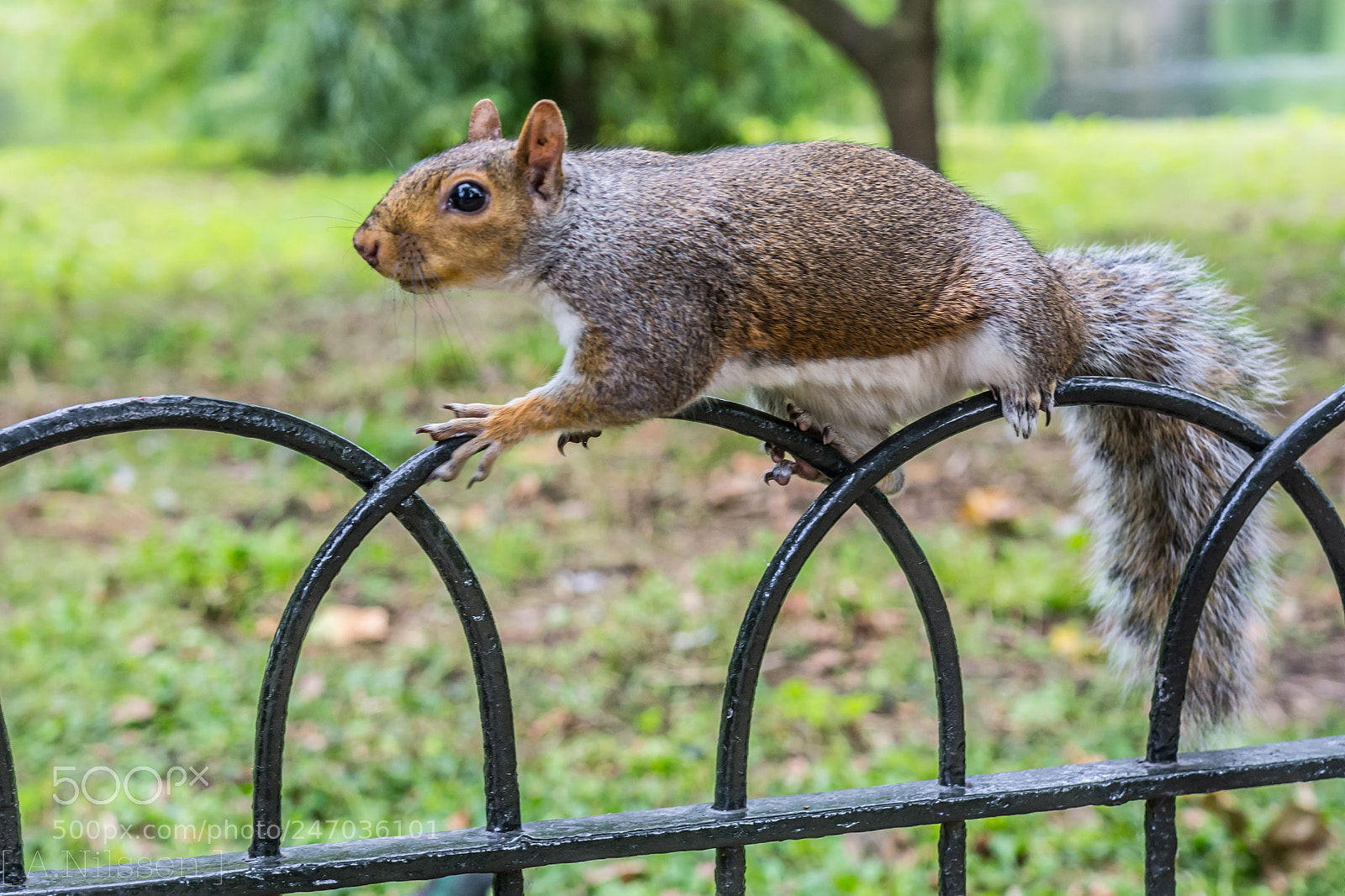 Nikon D7100 sample photo. Squirrel photography