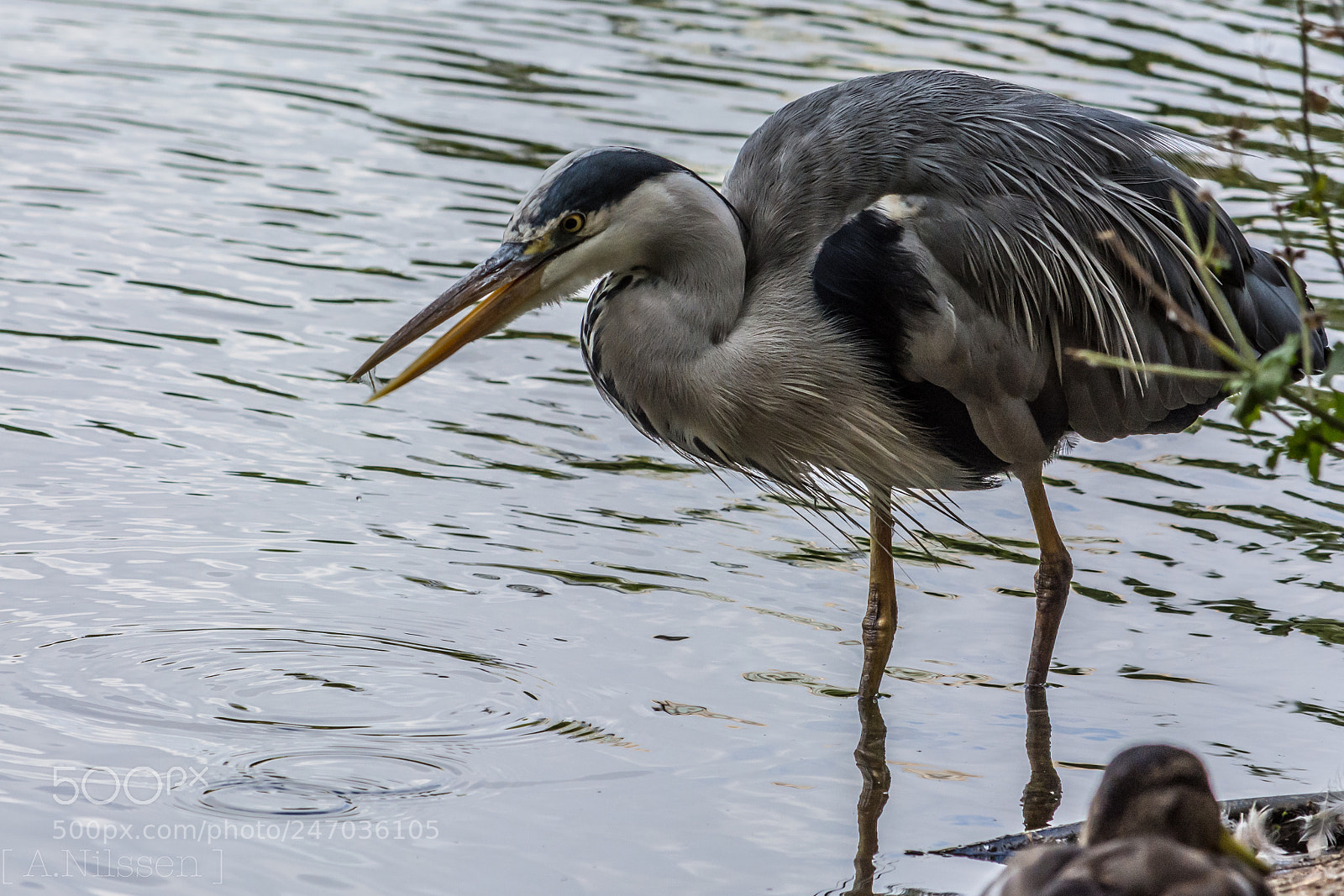 Nikon D7100 sample photo. Heron photography