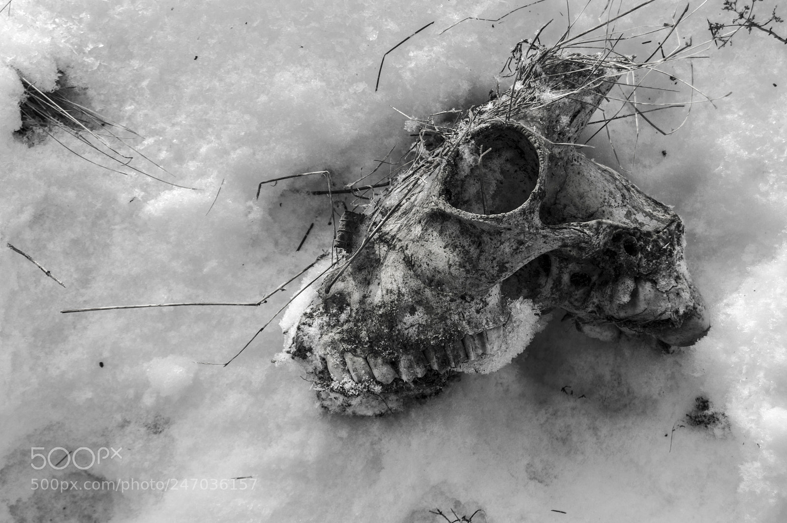 Nikon D3200 sample photo. Skull photography