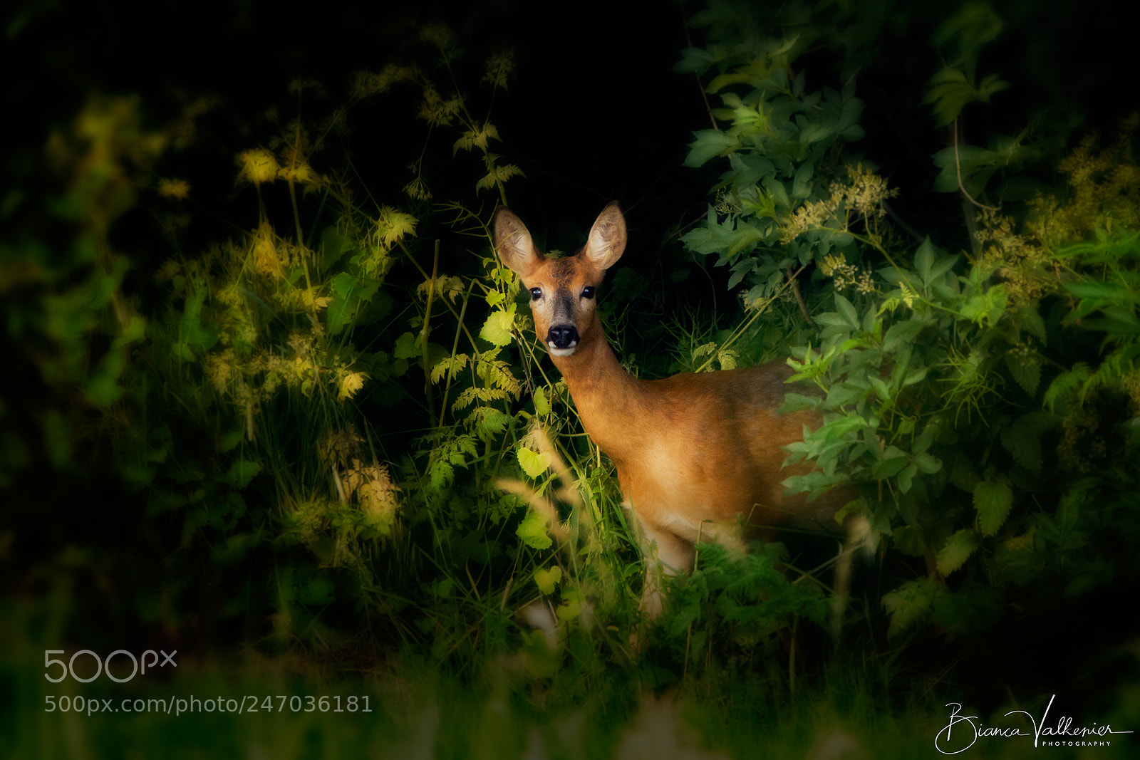 Canon EOS 7D sample photo. Roe deer (capreolus capreolus) photography
