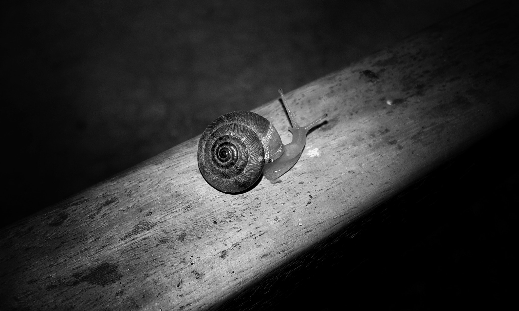 Samsung Galaxy Core Prime sample photo. Snail photography