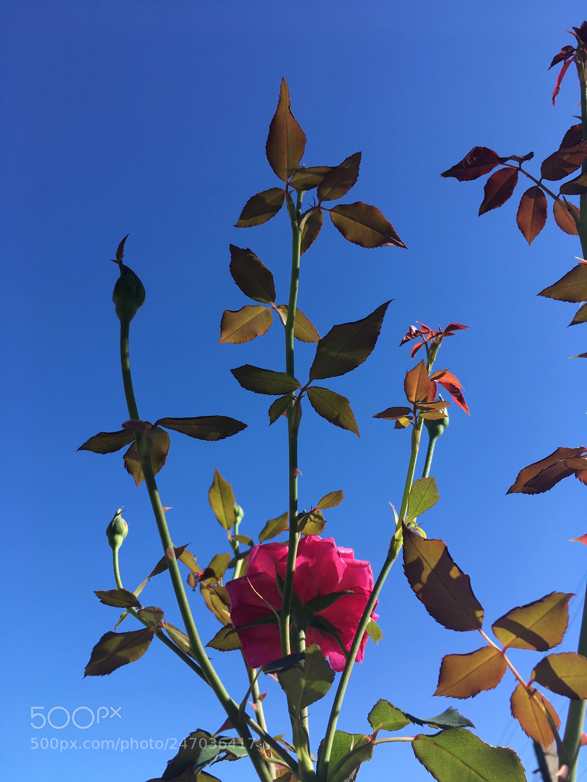 Apple iPhone SE sample photo. Footfalls echo in the photography