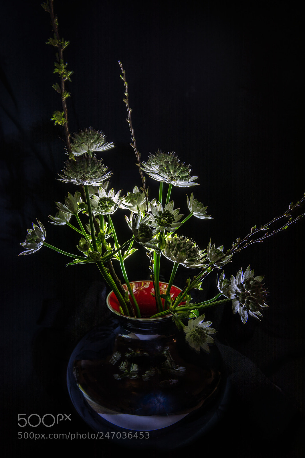 Nikon D7100 sample photo. Sterndolden photography