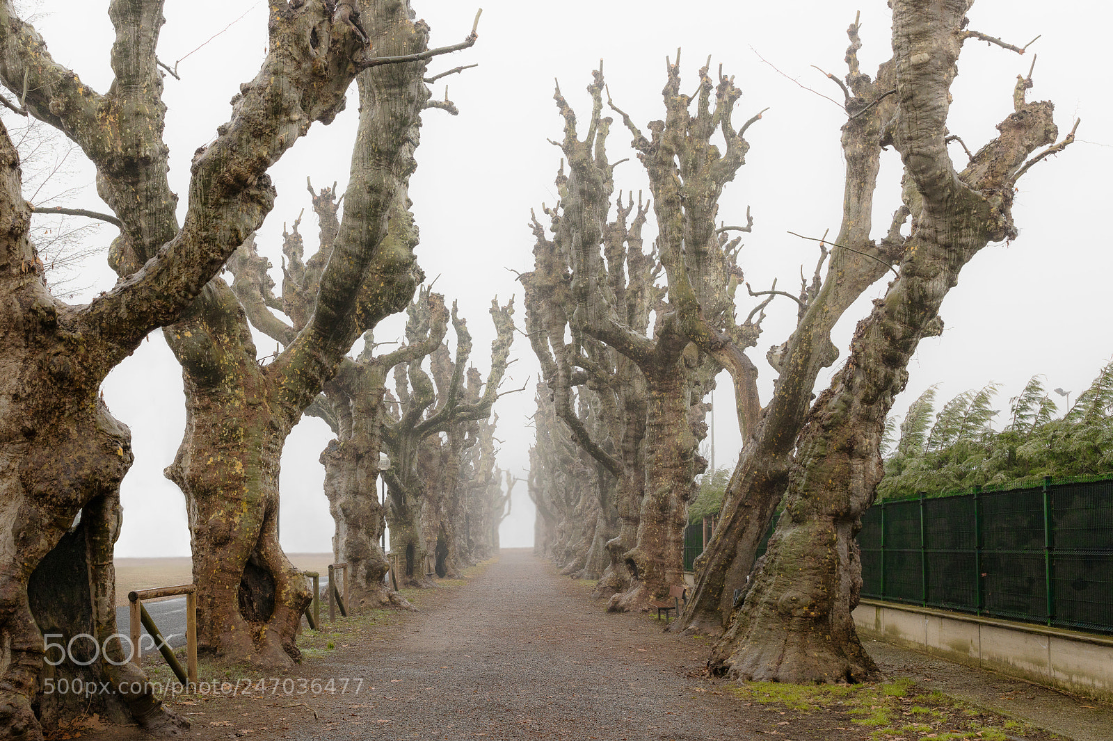 Canon EOS 5DS R sample photo. Nebbia a cherasco photography