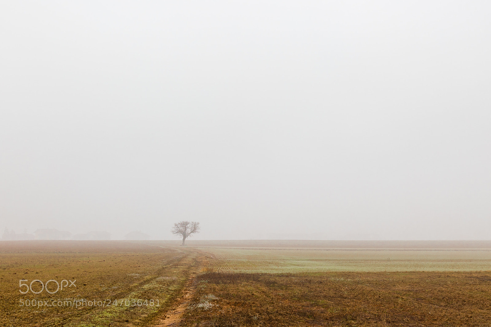 Canon EOS 5DS R sample photo. Nebbia nel cuneese photography