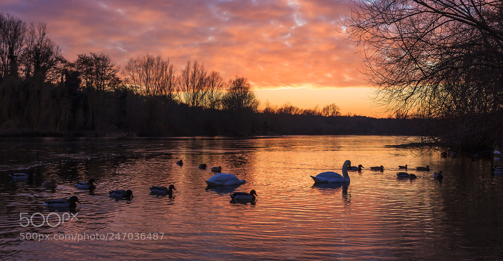 Canon EOS 550D (EOS Rebel T2i / EOS Kiss X4) sample photo. Norwich uea swans and photography