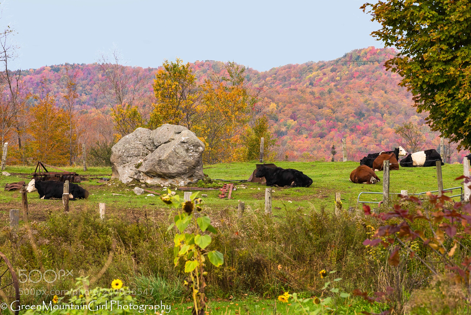 Nikon D810 sample photo. Relaxing day in autumn photography