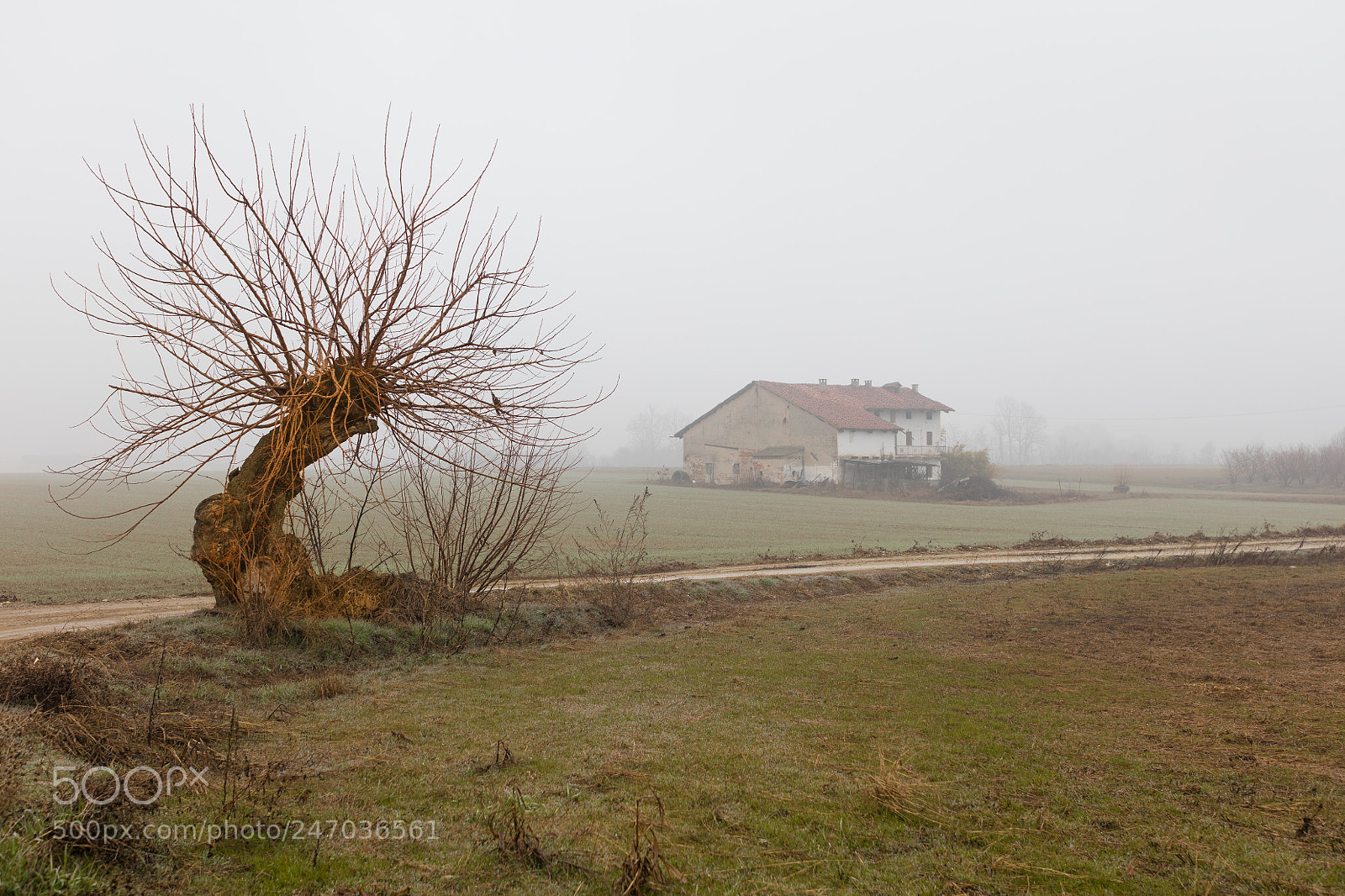 Canon EOS 5DS R sample photo. Nebbia nel cuneese photography