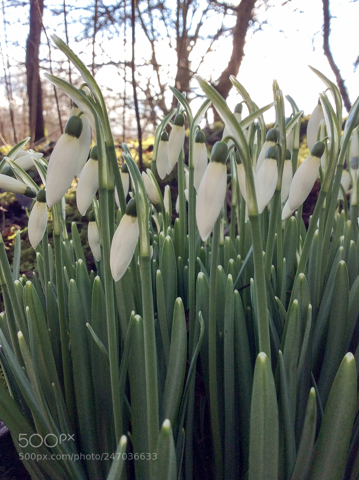 Apple iPad mini 2 sample photo. Snowdrops photography