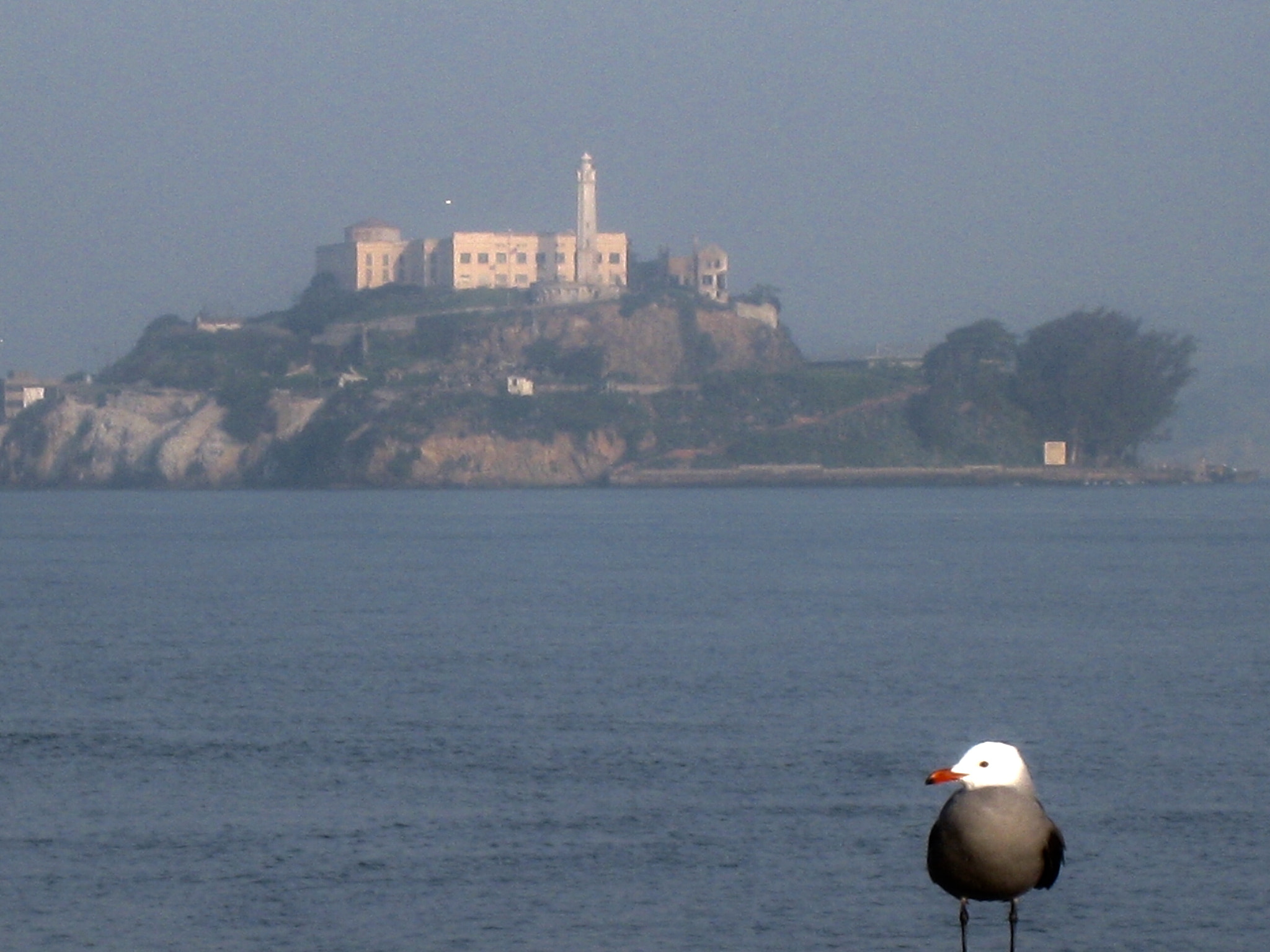 Canon POWERSHOT SD870 IS sample photo. Heermann’s gull, san francisco bay, california 2009 photography